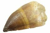 Fossil Mosasaur (Thalassotitan) Tooth - Morocco #364055-1